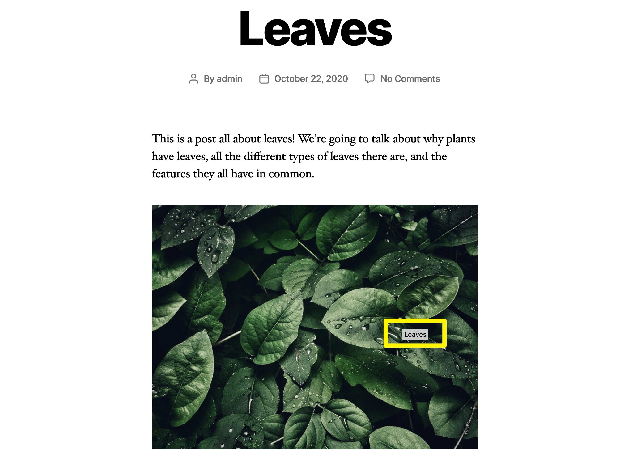 Understanding the Image Title Attribute